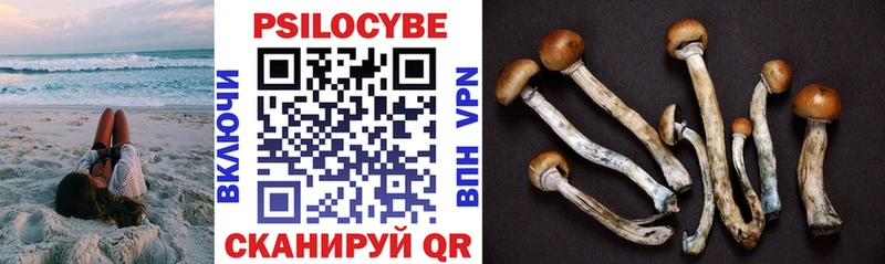 Псилоцибиновые грибы Psilocybine cubensis  Балабаново 